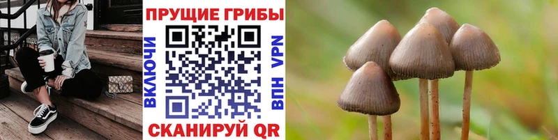 Купить закладки  Дедовск  Псилоцибиновые грибы GOLDEN TEACHER 
